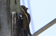 Tamiops mcclellandii