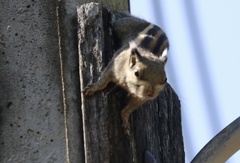 Tamiops mcclellandii