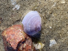 Heterodonax pacificus