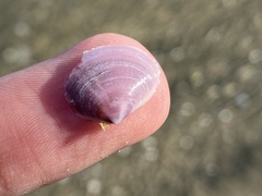 Heterodonax pacificus