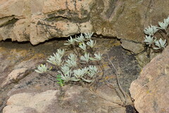 Crossostephium chinense