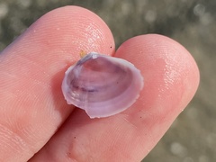 Heterodonax pacificus
