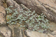 Crossostephium chinense