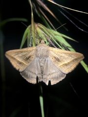 Mocis frugalis