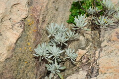 Crossostephium chinense