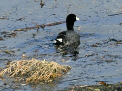 Fulica americana