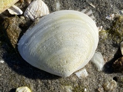 Macoma nasuta