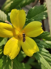 Ischiodon scutellaris