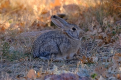 Sylvilagus nuttallii