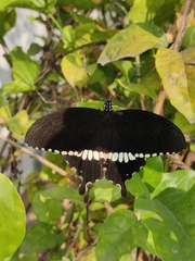 Papilio polytes