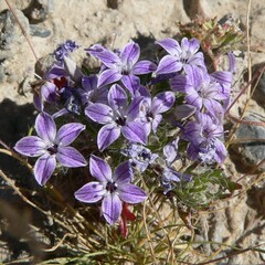 Langloisia setosissima