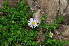 Aster arenarius