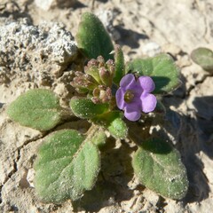 Phacelia pulchella