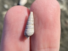 Longchaeus adamsii