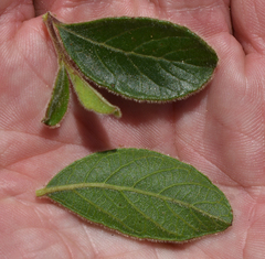 Dodonaea dodecandra
