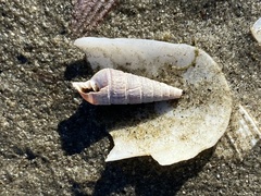 Longchaeus adamsii