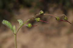 Dodonaea dodecandra