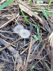 Parasola plicatilis