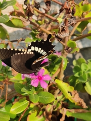 Papilio polytes