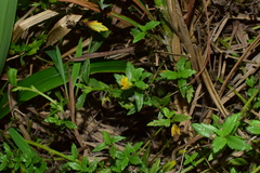 Melanthera prostrata