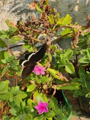 Papilio polytes