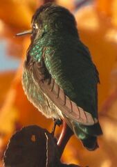 Calypte anna
