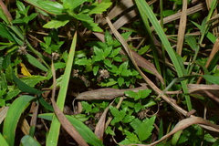 Melanthera prostrata