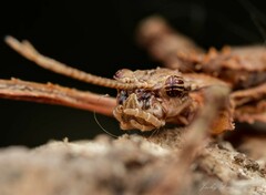 Xeroderus kirbyi