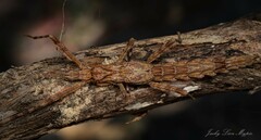 Xeroderus kirbyi