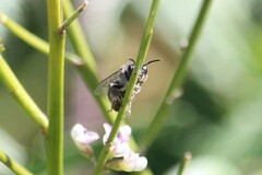 Leioproctus