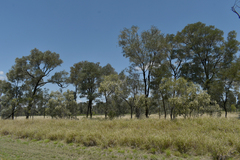 Flindersia dissosperma