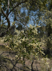 Flindersia dissosperma