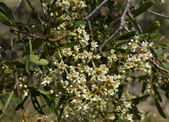 Flindersia dissosperma
