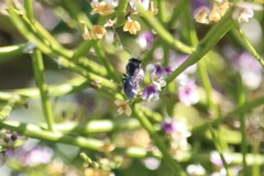 Leioproctus
