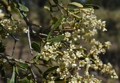 Flindersia dissosperma