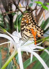 Papilio demoleus malayanus
