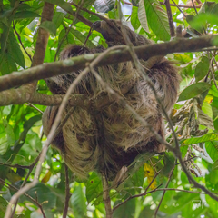 Choloepus didactylus