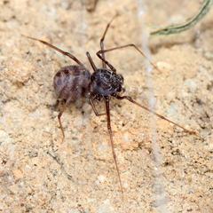 Scytodes elizabethae