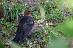 Turdus merula