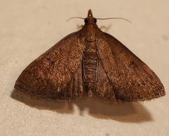 Syllepte ochrotozona