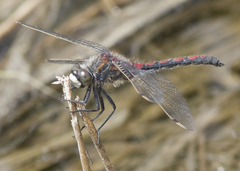 Leucorrhinia borealis