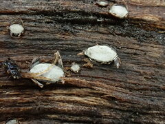 Propolis farinosa