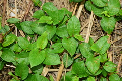 Persicaria chinensis