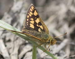 Carterocephalus skada