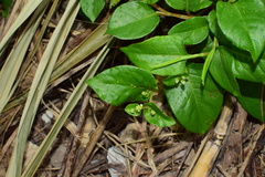 Persicaria chinensis