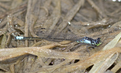 Ischnura cervula