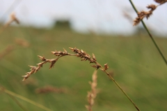 Carex prairea