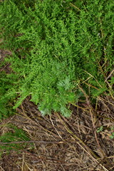 Artemisia capillaris