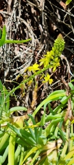 Bulbine frutescens