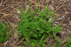 Artemisia capillaris